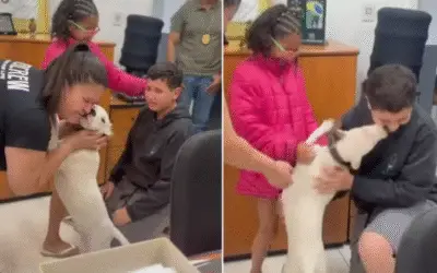 Momentos emocionantes do reencontro do cachorro desaparecido em Santos