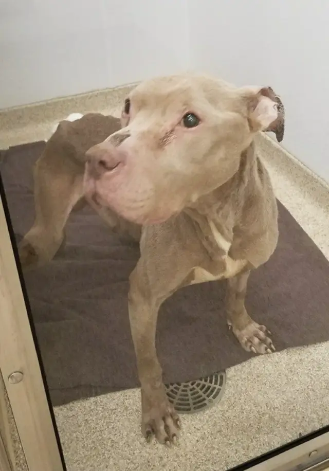 O Cansaço nos Olhos: O Cãozinho que Parecia Ter Desistido da Luta O Cansaço nos Olhos: O Cãozinho que Parecia Ter Desistido da Luta