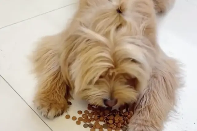 A Cirurgia Heróica que Devolveu a Dignidade ao Pequeno Guerreiro Abandonado