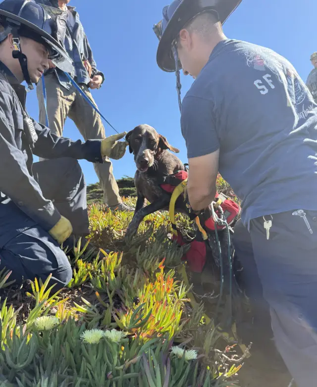 O Abismo e o Abraço: A História do Cachorro que Desafiou a Morte e Encontrou Heróis em um Penhasco de São Francisco