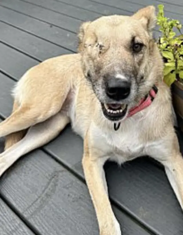 O Olhar que Sobreviveu às Pedras: A Inacreditável Jornada de Amor de Clementine O Olhar que Sobreviveu às Pedras: A Inacreditável Jornada de Amor de Clementine