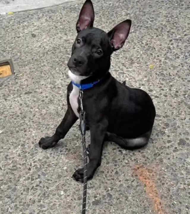 O Milagre da Vontade: Cookie, a Cadela que Sobreviveu a uma Bala e Escolheu Amar O Milagre da Vontade: Cookie, a Cadela que Sobreviveu a uma Bala e Escolheu Amar