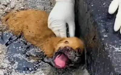 Presos no Poço de Piche, Libertos Pela Mão Que Acolhe