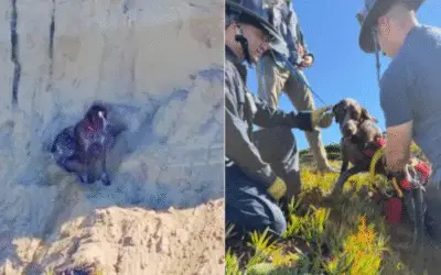 O Abismo e o Abraço: A História do Cachorro que Desafiou a Morte e Encontrou Heróis em um Penhasco de São Francisco
