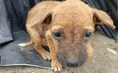 O Milagre no Lixo: A Viagem que Virou Resgate e o Amor que Curou uma Vida