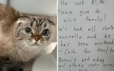 A História de Bobo, o Gato de R$ 15 Mil Abandonado com um Bilhete e um Coração Partido