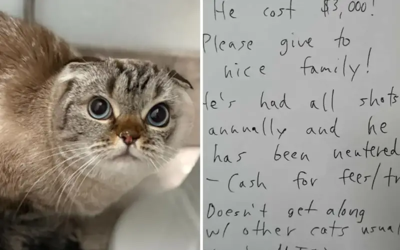 A História de Bobo, o Gato de R$ 15 Mil Abandonado com um Bilhete e um Coração Partido A História de Bobo, o Gato de R$ 15 Mil Abandonado com um Bilhete e um Coração Partido