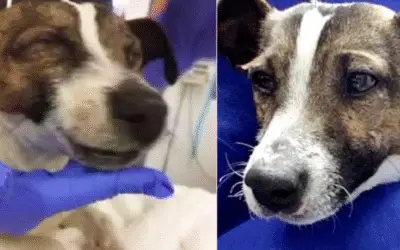 Seus olhos e sua boca haviam sido vedados com supercola, num ato de maldade fria e calculista.