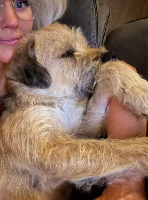 A Segunda Chance: Como Um Cão Que Desistiu da Vida em Uma Rua Movimentada Encontrou Um Lar Cheio de Amor A Segunda Chance: Como Um Cão Que Desistiu da Vida em Uma Rua Movimentada Encontrou Um Lar Cheio de Amor