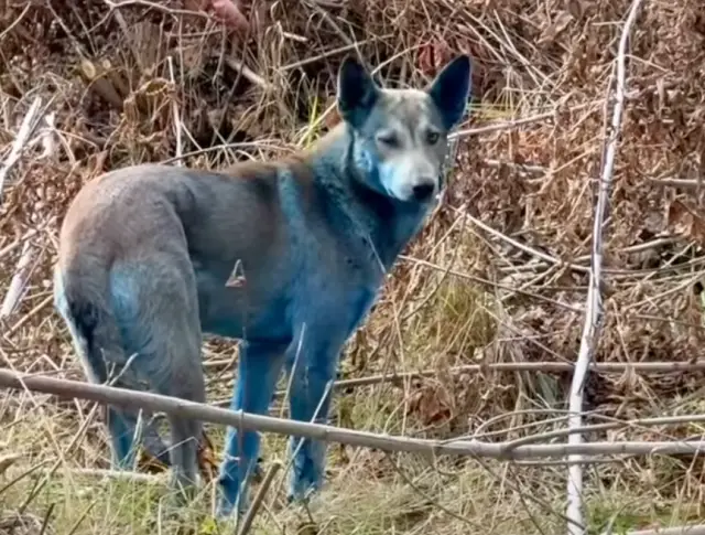 O Mistério Azul de Chernobyl: A Emoção por Trás dos Cães que Desafiaram o Vazio Nuclear O Mistério Azul de Chernobyl: A Emoção por Trás dos Cães que Desafiaram o Vazio Nuclear