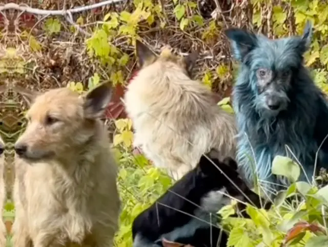 O Mistério Azul de Chernobyl: A Emoção por Trás dos Cães que Desafiaram o Vazio Nuclear O Mistério Azul de Chernobyl: A Emoção por Trás dos Cães que Desafiaram o Vazio Nuclear