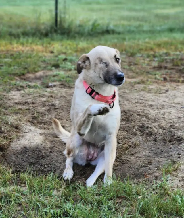 O Olhar que Sobreviveu às Pedras: A Inacreditável Jornada de Amor de Clementine O Olhar que Sobreviveu às Pedras: A Inacreditável Jornada de Amor de Clementine