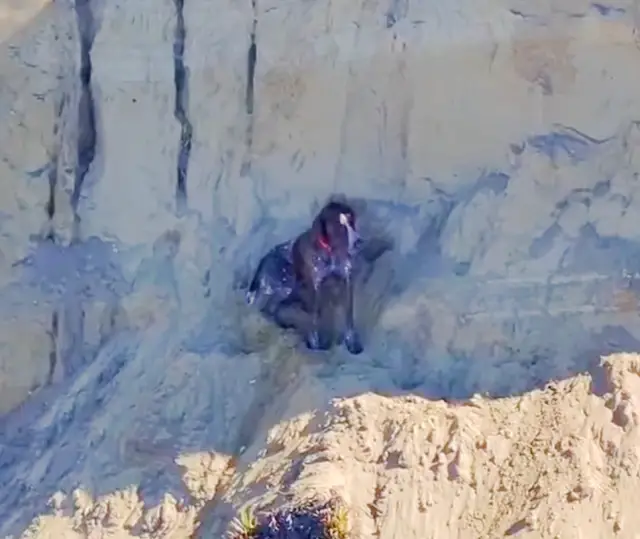 O Abismo e o Abraço: A História do Cachorro que Desafiou a Morte e Encontrou Heróis em um Penhasco de São Francisco
