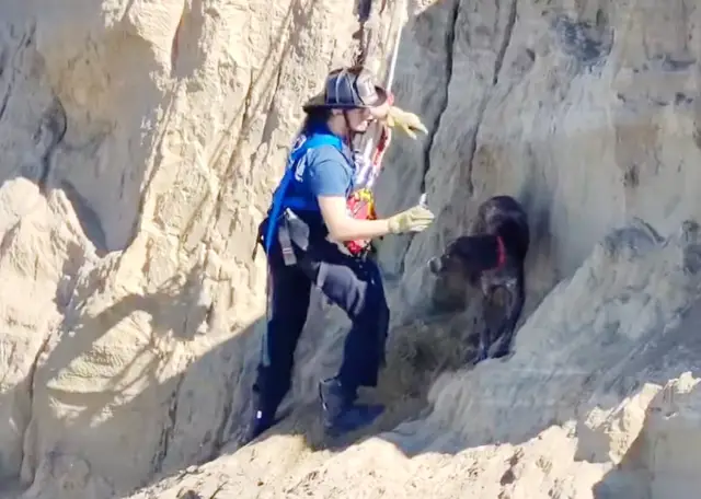 O Abismo e o Abraço: A História do Cachorro que Desafiou a Morte e Encontrou Heróis em um Penhasco de São Francisco