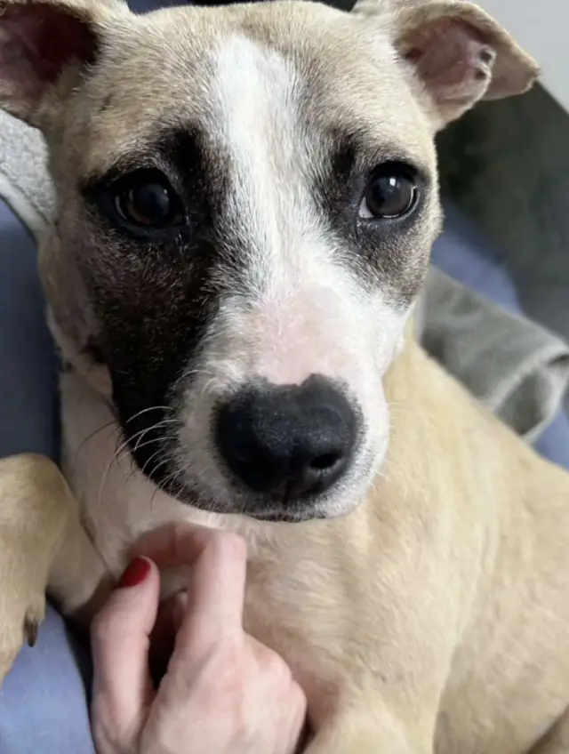 O Milagre da Vontade: Cookie, a Cadela que Sobreviveu a uma Bala e Escolheu Amar O Milagre da Vontade: Cookie, a Cadela que Sobreviveu a uma Bala e Escolheu Amar