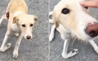 O Sabor da Segunda Chance: De Farejador de Lixo a Banquete Diário