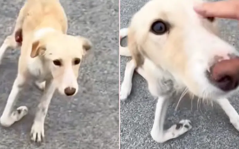 O Sabor da Segunda Chance: De Farejador de Lixo a Banquete Diário O Sabor da Segunda Chance: De Farejador de Lixo a Banquete Diário