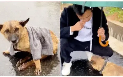 Resgatada da Rodovia: A Cadela que Arrastava Patas Quebradas e Encontrou o Amor na Contramão do Abandono