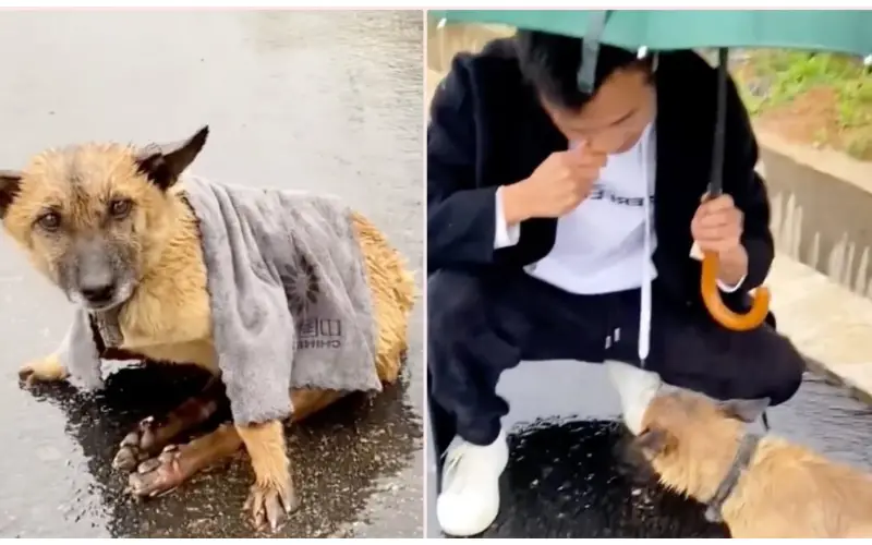 Resgatada da Rodovia: A Cadela que Arrastava Patas Quebradas e Encontrou o Amor na Contramão do Abandono Resgatada da Rodovia: A Cadela que Arrastava Patas Quebradas e Encontrou o Amor na Contramão do Abandono