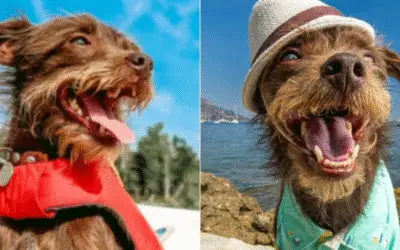 Como um Rat Terrier Resgatado se Tornou Vencedor de Concurso e Inspirou a Ciência