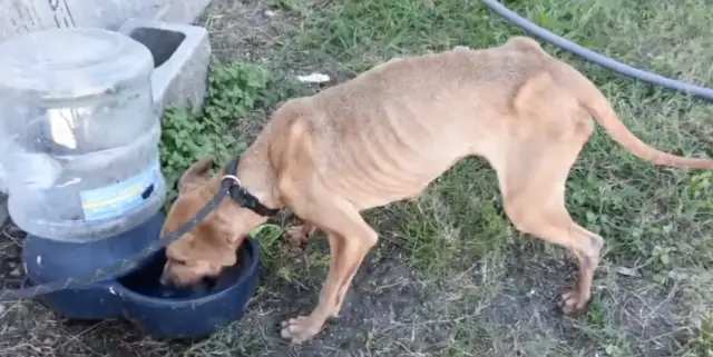 Do Abandono ao Afeto: A Transformação Emocional dos Cães Que Só Conheciam a Crueldade Do Abandono ao Afeto: A Transformação Emocional dos Cães Que Só Conheciam a Crueldade