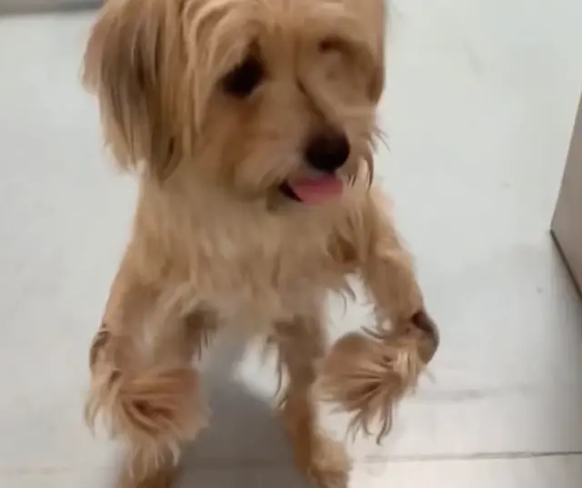 A Cirurgia Heróica que Devolveu a Dignidade ao Pequeno Guerreiro Abandonado