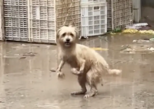 A Cirurgia Heróica que Devolveu a Dignidade ao Pequeno Guerreiro Abandonado