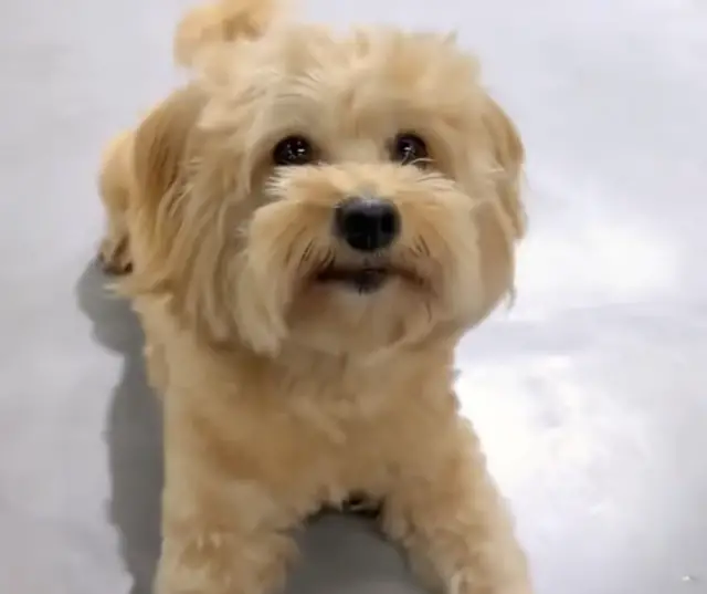 A Cirurgia Heróica que Devolveu a Dignidade ao Pequeno Guerreiro Abandonado