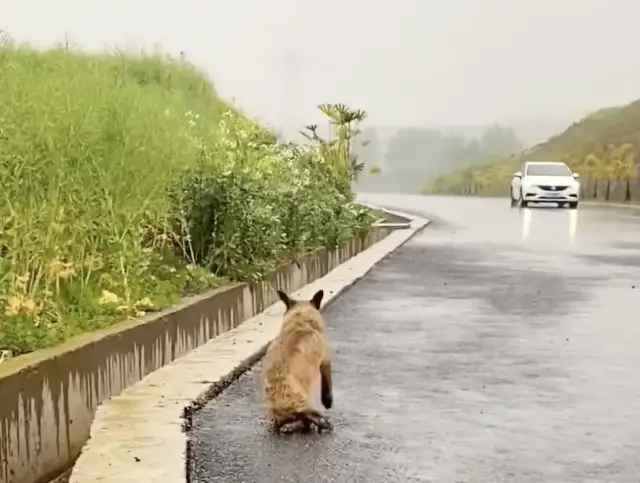 Resgatada da Rodovia: A Cadela que Arrastava Patas Quebradas e Encontrou o Amor na Contramão do Abandono Resgatada da Rodovia: A Cadela que Arrastava Patas Quebradas e Encontrou o Amor na Contramão do Abandono