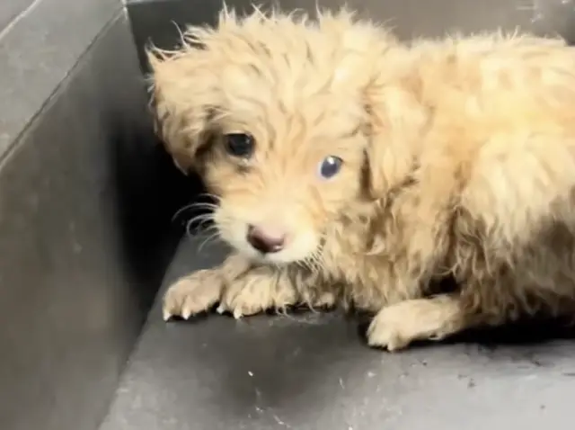Como Um Ato de Gentileza Salvou Uma Pequena Vida do Abismo do Abandono Como Um Ato de Gentileza Salvou Uma Pequena Vida do Abismo do Abandono
