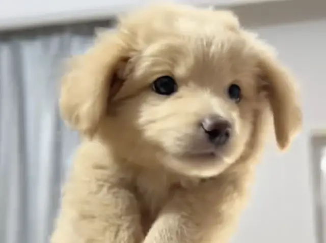 Como Um Ato de Gentileza Salvou Uma Pequena Vida do Abismo do Abandono Como Um Ato de Gentileza Salvou Uma Pequena Vida do Abismo do Abandono