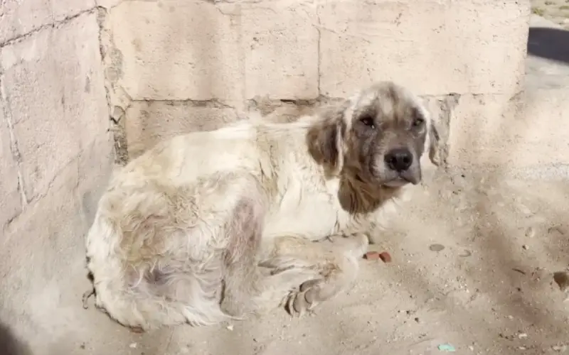 O Cão Invisível: Como Três Anos de Abandono no Frio Deram Lugar a um Final de Conto de Fadas O Cão Invisível: Como Três Anos de Abandono no Frio Deram Lugar a um Final de Conto de Fadas