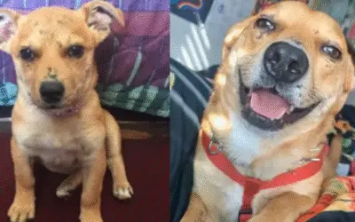A Incrível História de Sunny, a Cadelinha Resgatada que Superou o Pavor e Se Tornou a Alegria de Viver