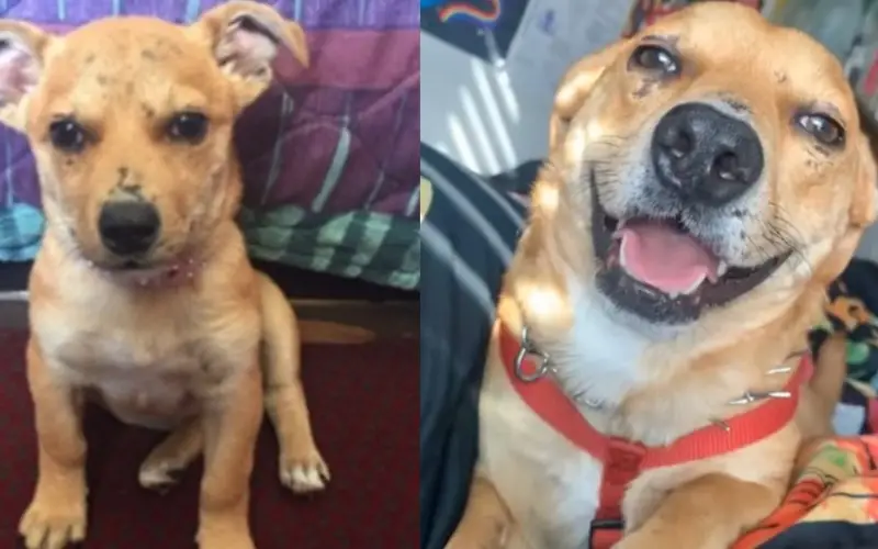 A Incrível História de Sunny, a Cadelinha Resgatada que Superou o Pavor e Se Tornou a Alegria de Viver A Incrível História de Sunny, a Cadelinha Resgatada que Superou o Pavor e Se Tornou a Alegria de Viver