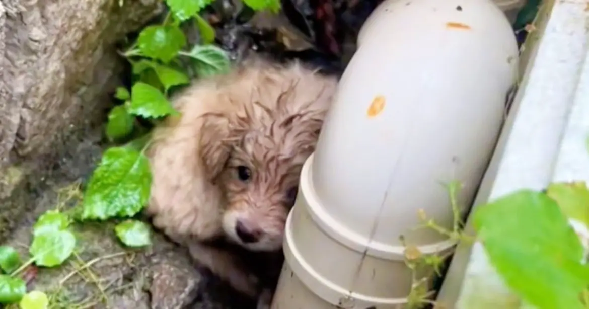 Como Um Ato de Gentileza Salvou Uma Pequena Vida do Abismo do Abandono Como Um Ato de Gentileza Salvou Uma Pequena Vida do Abismo do Abandono