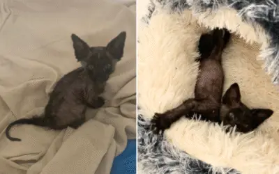 O Encontro Que Mudou Tudo: Como um Choro Minúsculo Transformou a Dor em Amor Incondicional