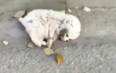 Abandonada por Deficiências e Agredida, a Pomerânia que Desafiou a Morte e Encontrou a Luz