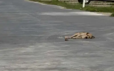 A Segunda Chance: Como Um Cão Que Desistiu da Vida em Uma Rua Movimentada Encontrou Um Lar Cheio de Amor