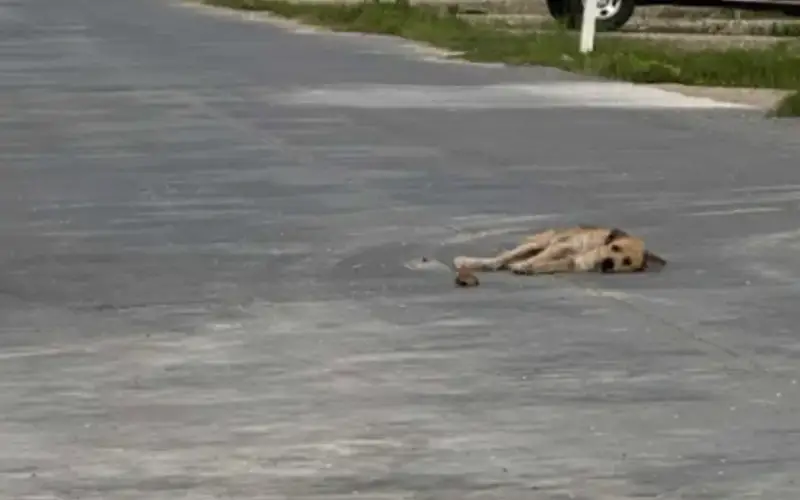 A Segunda Chance: Como Um Cão Que Desistiu da Vida em Uma Rua Movimentada Encontrou Um Lar Cheio de Amor Foto: Zully Vasquez Ventura