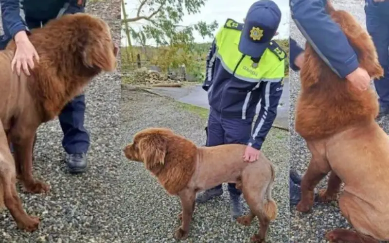 O Falso Leão de Clare: A História de Mouse, o Gigante Gentil que Assustou uma Cidade