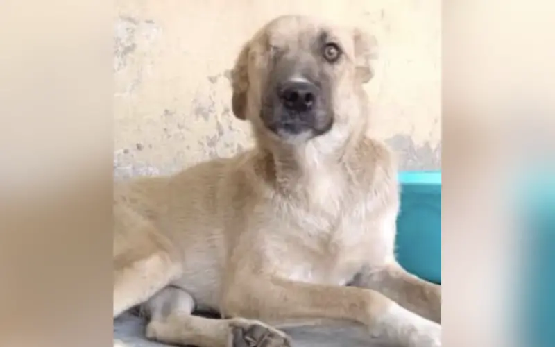 O Olhar que Sobreviveu às Pedras: A Inacreditável Jornada de Amor de Clementine O Olhar que Sobreviveu às Pedras: A Inacreditável Jornada de Amor de Clementine