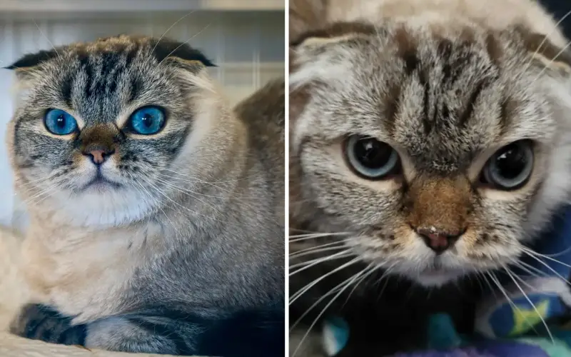 A História de Bobo, o Gato de R$ 15 Mil Abandonado com um Bilhete e um Coração Partido A História de Bobo, o Gato de R$ 15 Mil Abandonado com um Bilhete e um Coração Partido