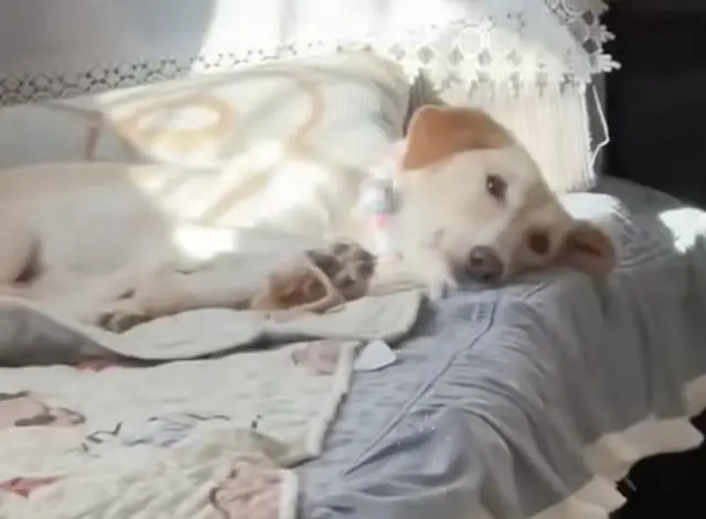 O Sabor da Segunda Chance: De Farejador de Lixo a Banquete Diário O Sabor da Segunda Chance: De Farejador de Lixo a Banquete Diário