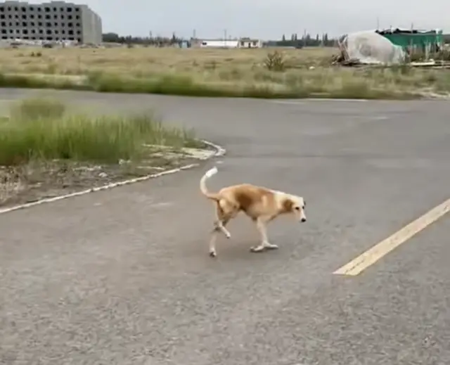 O Sabor da Segunda Chance: De Farejador de Lixo a Banquete Diário O Sabor da Segunda Chance: De Farejador de Lixo a Banquete Diário