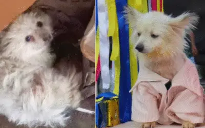 O Cheiro de Rejeição: A História Inacreditável do Sobrevivente que Voltou para o Abrigo uma Hora Após Ser Adotado