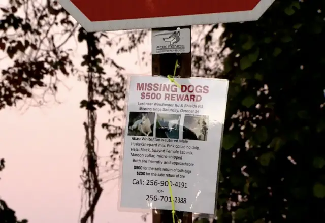 O Preço da Esperança: Família de Coração Partido Cai em Rede de Golpistas Após Cadela Desaparecer O Preço da Esperança: Família de Coração Partido Cai em Rede de Golpistas Após Cadela Desaparecer