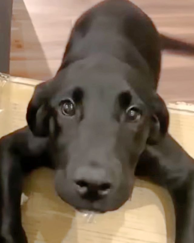 O Último Brinquedo de Mitch: Como a Crueldade em Uma Creche Destruiu a Confiança de Uma Cidade