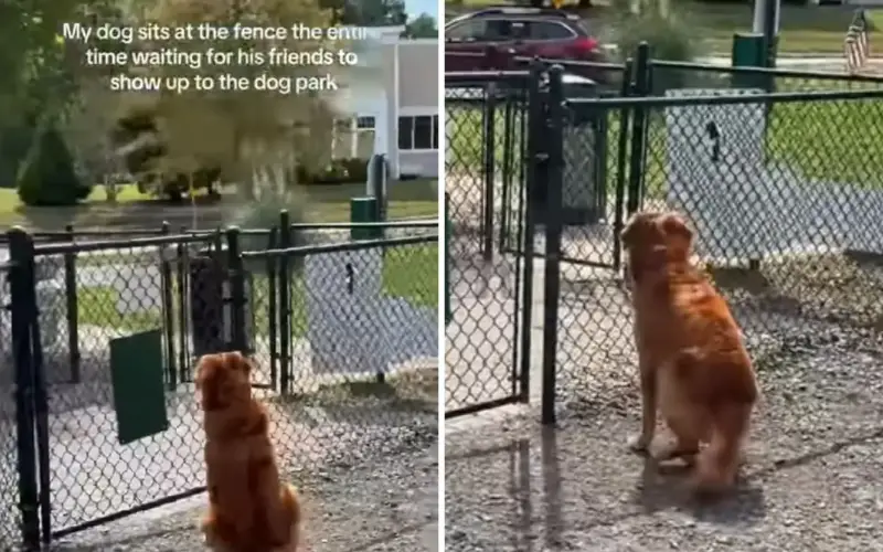 Solidão no Playground: O Golden Retriever que Ensinou o Mundo Sobre a Espera e a Magia dos Reencontros Foto: @andreaconord/Instagram
