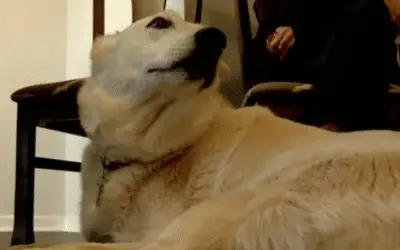 O Preço da Esperança: Família de Coração Partido Cai em Rede de Golpistas Após Cadela Desaparecer