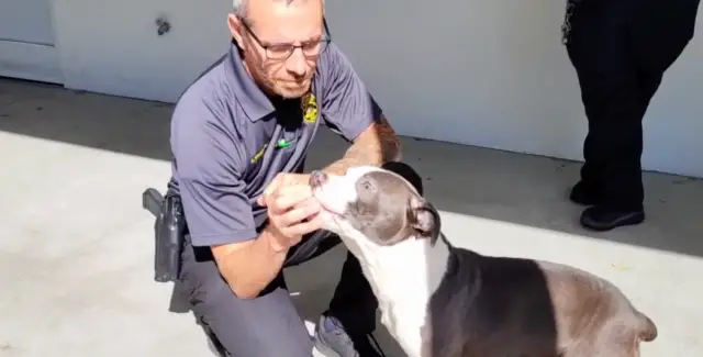 Do Abandono ao Afeto: A Transformação Emocional dos Cães Que Só Conheciam a Crueldade Do Abandono ao Afeto: A Transformação Emocional dos Cães Que Só Conheciam a Crueldade